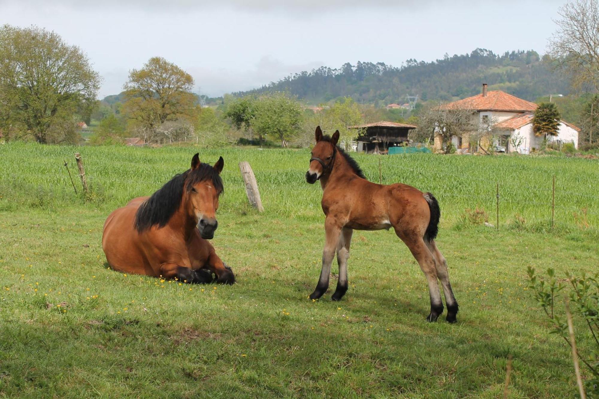 Casa De Aldea Monga 9 En Nava, Asturiasヴィラ エクステリア 写真