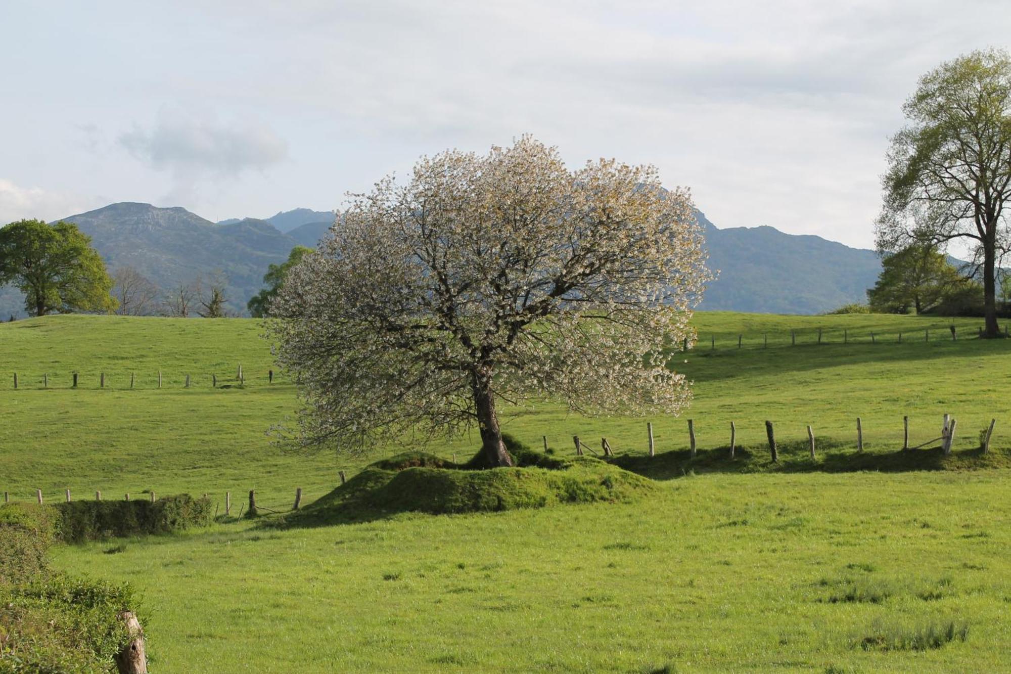 Casa De Aldea Monga 9 En Nava, Asturiasヴィラ エクステリア 写真