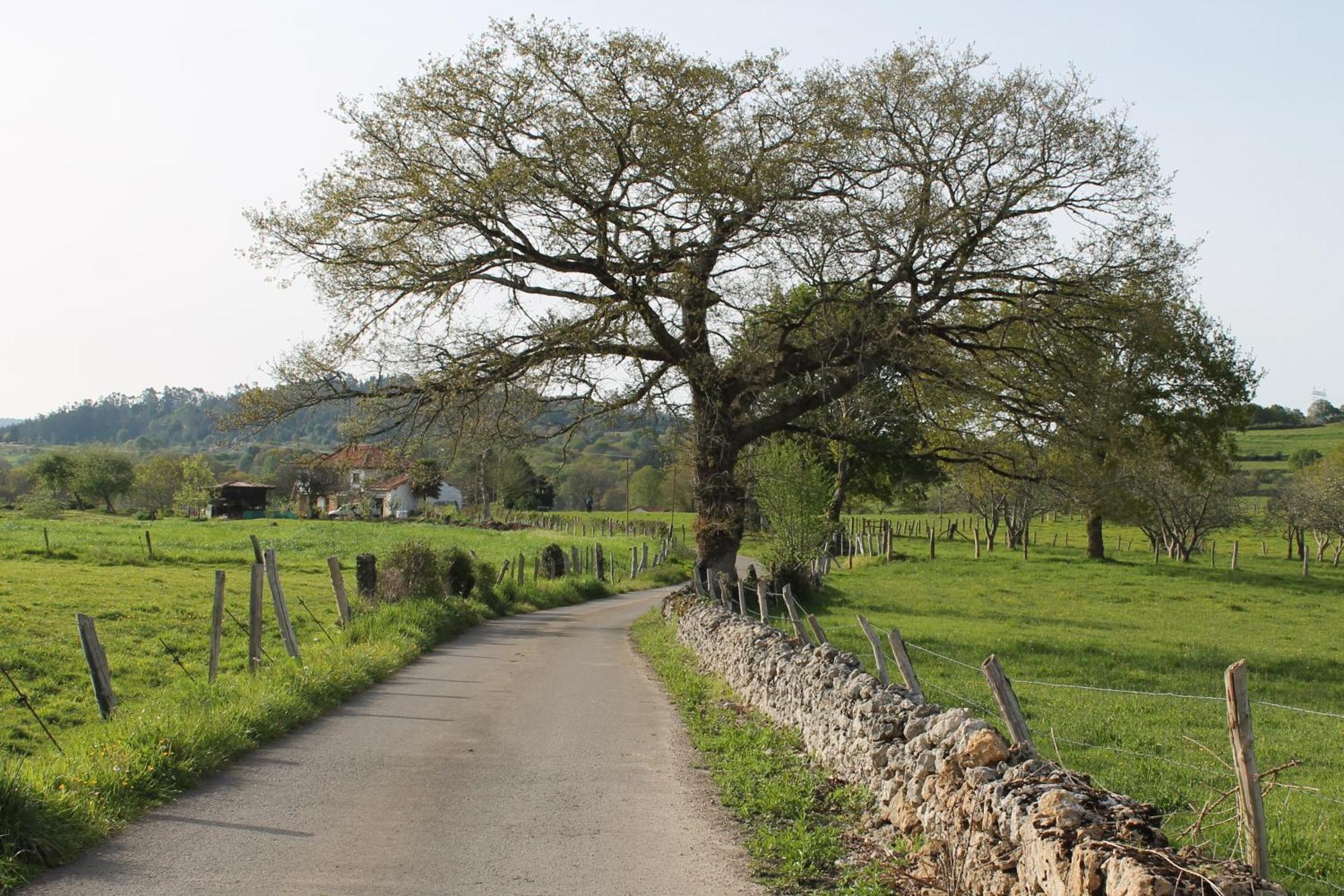 Casa De Aldea Monga 9 En Nava, Asturiasヴィラ エクステリア 写真