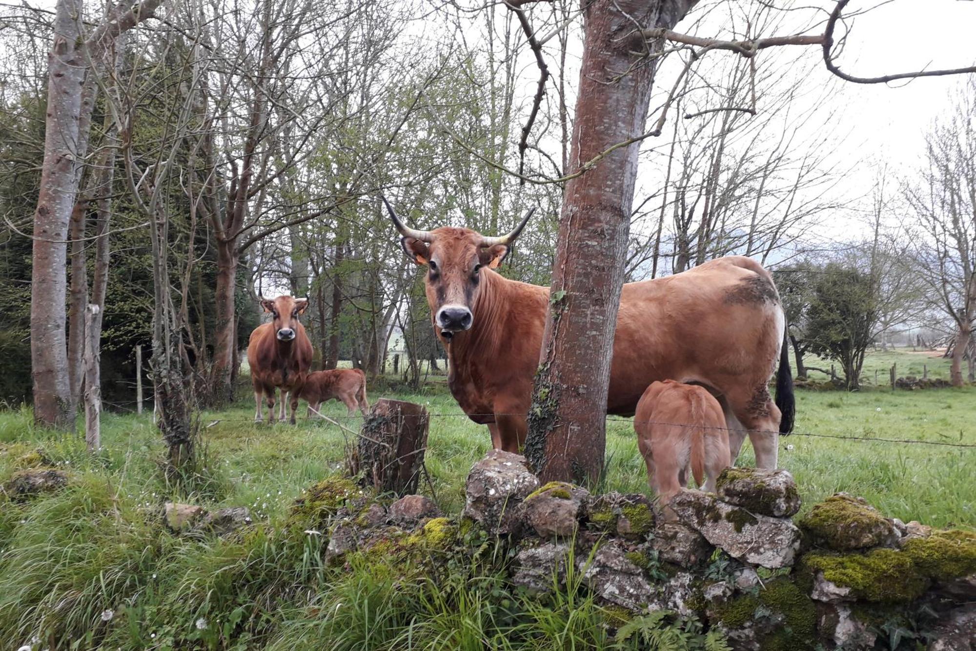 Casa De Aldea Monga 9 En Nava, Asturiasヴィラ エクステリア 写真